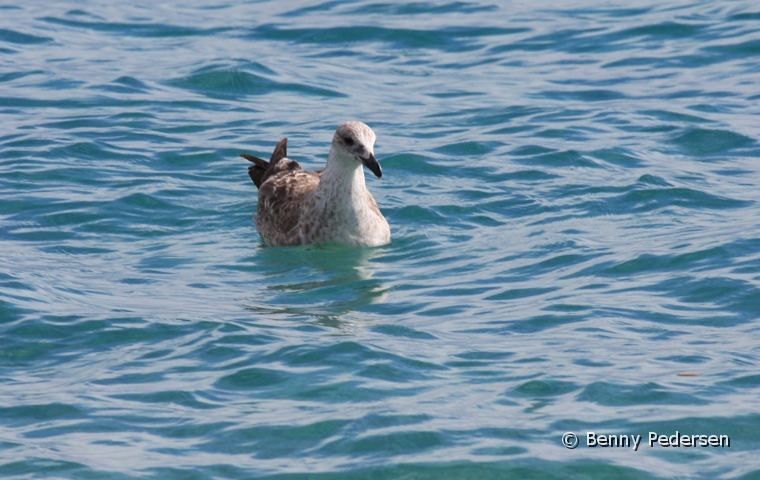 Middelhavssolvmage 1.jpg - Middelhavssølvmåge (Larus michahellis)